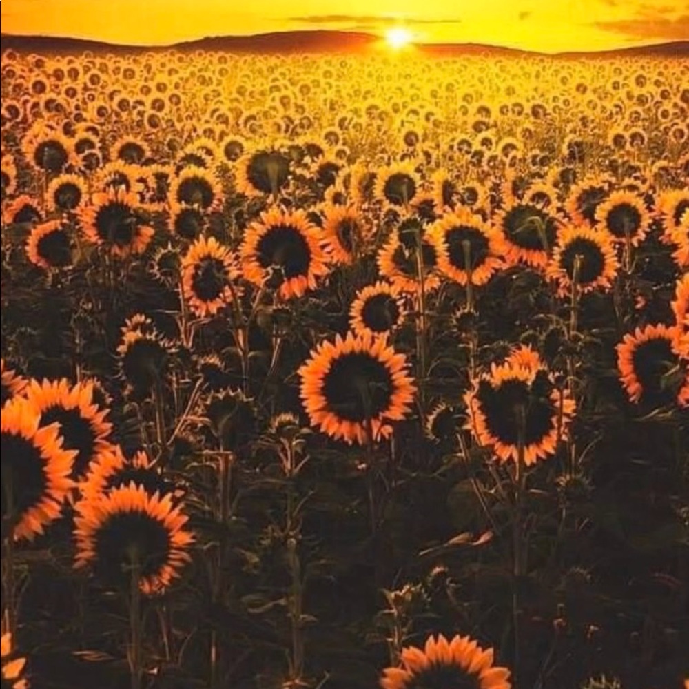 Meet your Posher, Dara